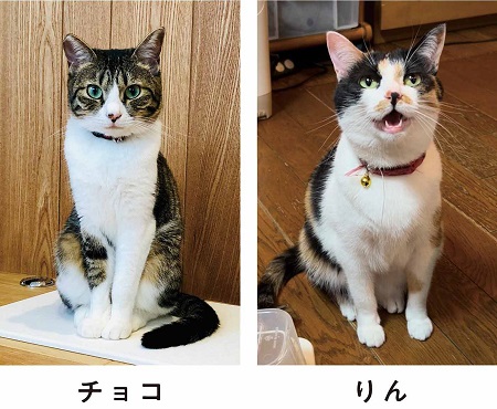 猫がごはんを待つあるあるシーンを再現した「ごはんまだかニャ