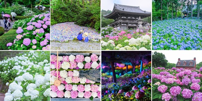 梅雨を晴れやかな気分で楽しんでほしい」と、全国の紫陽花の名所でSNS