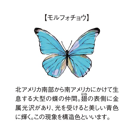 モルフォチョウの翅の青い輝きをデザインに落とし込んだ「光を受けて神秘的にきらめく モルフォイヤアクセサリー」がフェリシモ「ミュージアム部」から登場！｜FELISSIMO  COMPANY [フェリシモ カンパニー]