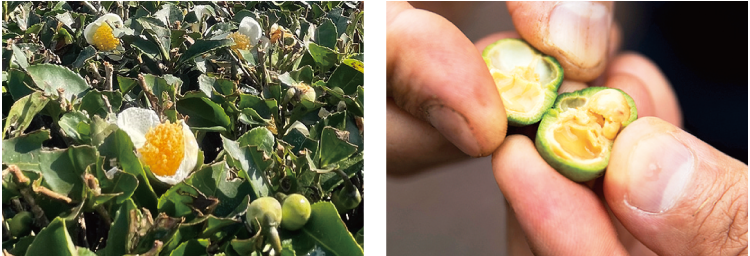 お茶の花（茶花）も実も健一自然農園ではかけがえのない存在。花はお茶の香り付けに、実から抽出した成分は化粧品の原材料として活用しています。