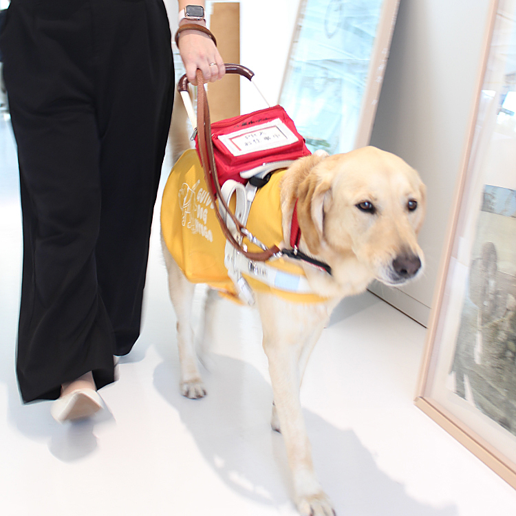 PR犬として各地のイベントにいくデューちゃんは、訓練の様子を披露したりと役目もたくさん。