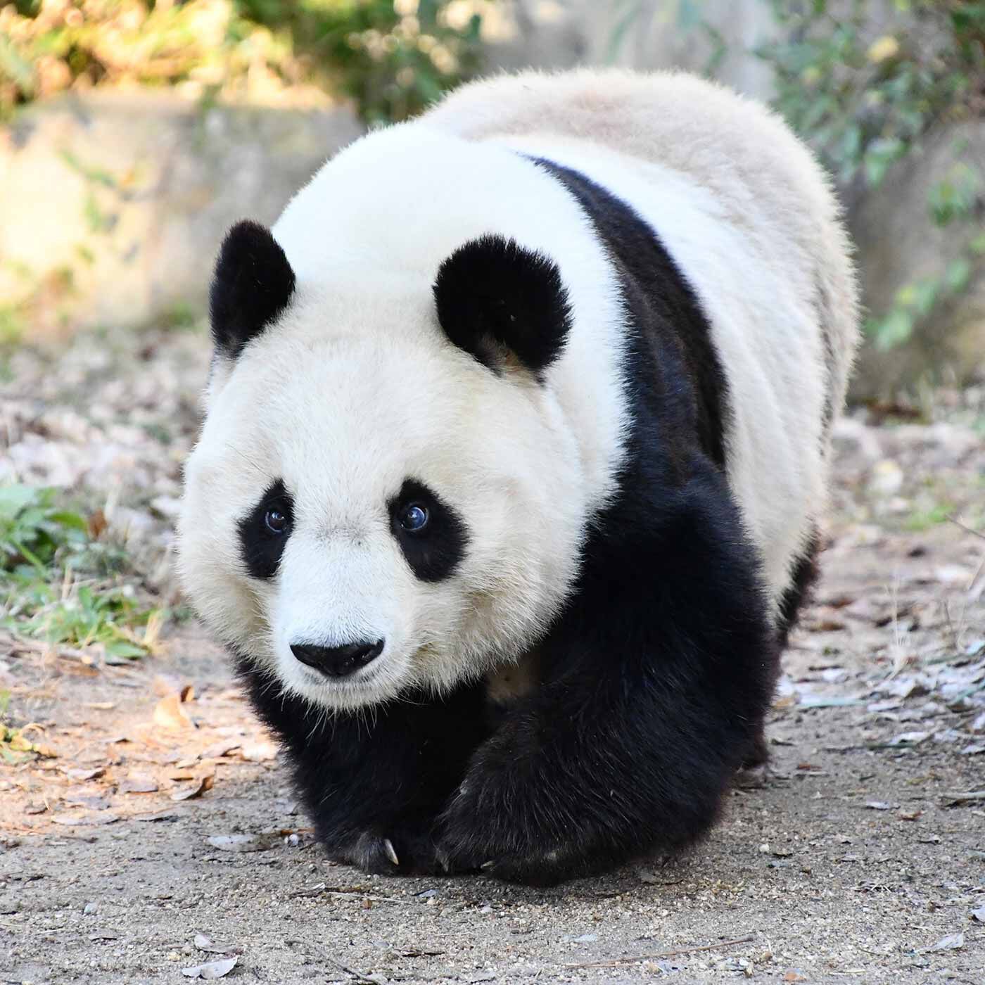 realstock [リアルストック]（Express BOX）|YOU+MORE!　タンタンのおにぎりパンダ スクイーズマスコット|神戸市立王子動物園監修！ パンダの「タンタン」を飼育している神戸市立王子動物園さんに監修していただき、タンタンのやさしい顔立ちや短めの足など、こだわりのつまった商品ができました。