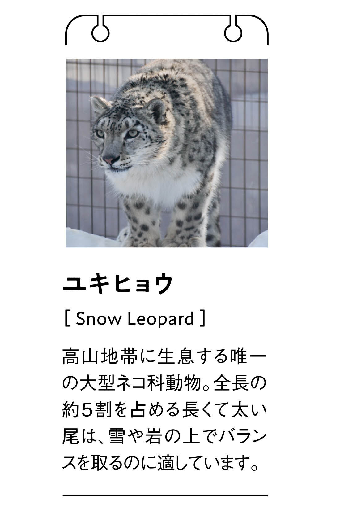 IEDIT|旭山動物園・ボルネオの森応援商品 IEDIT[イディット]　やわらか素材の身ごろが心地よい 部分シアートップス〈ユキヒョウグレー〉