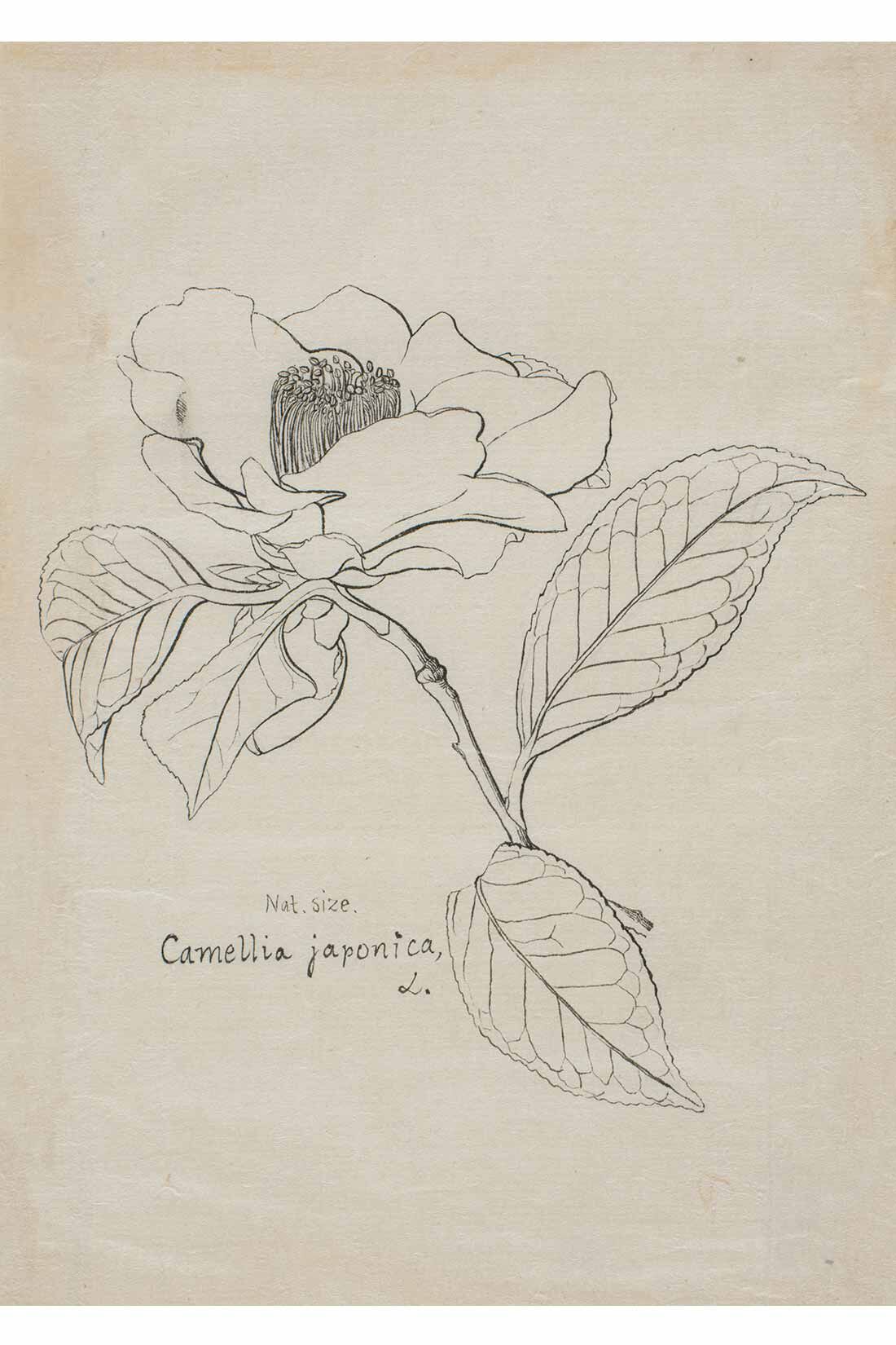 IEDIT|牧野植物園×IEDIT[イディット]コラボ　ヤブツバキの総柄ブラウス〈カーキブラウン〉|明治時代に描かれた植物図。研究者の目線でヤブツバキの特徴がいきいきと描き込まれており、写実的な美しさにも驚かされる。