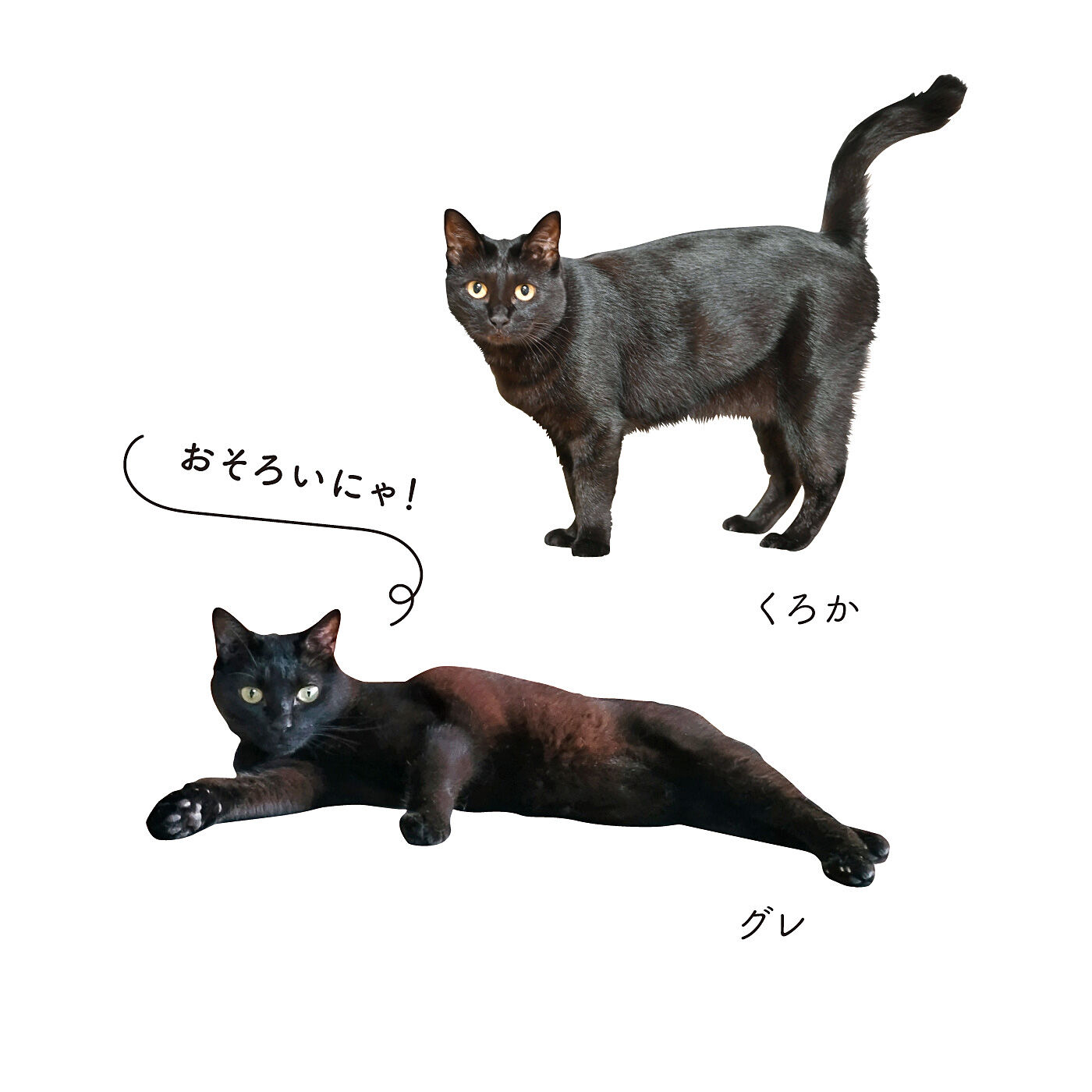なりきりにゃんこ つやつや毛並みの黒猫ルームウェア〈M〜LLサイズ 