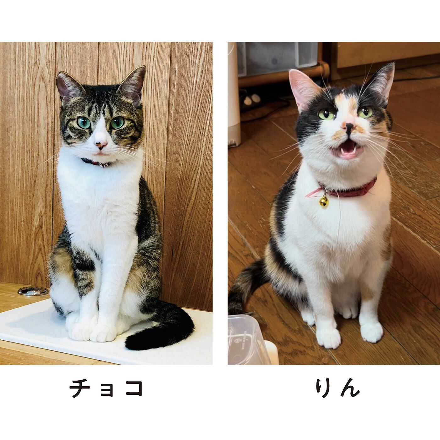 猫部|ごはんまだかニャ！　おねだり熱視線ポーチの会|ごはん待ちのあるあるシーンを再現。