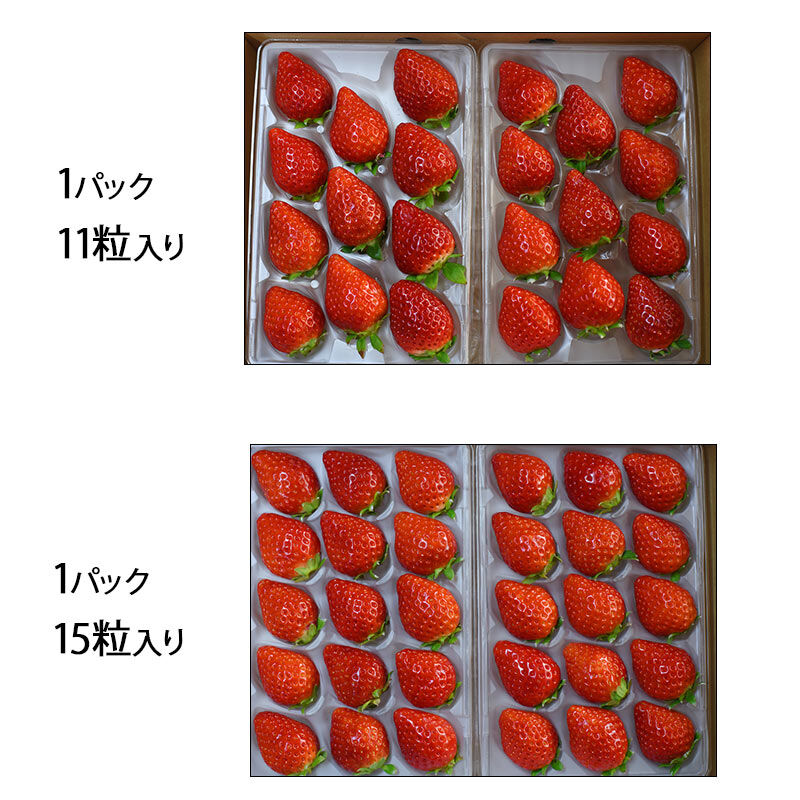 FP産地直送マルシェ|佐賀県　菜穂さんのいちご「さがほのか」化粧箱入り|1パック11粒か15粒入りのどちらかでお届けします。※写真はパック例です。