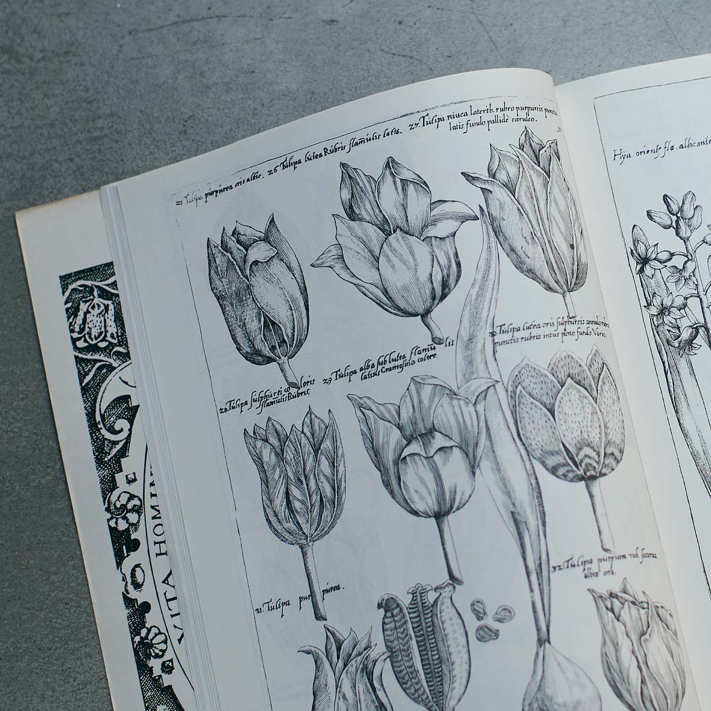el:ment|el:ment　ヴィンテージ植物画の世界を日常に　泉州で織り上げたコットン100％　ふんわり5重織りガーゼケット|オランダの画家・園芸家、エマヌエル・スウェールツによる手彩色銅版画集より図版をセレクトしました。