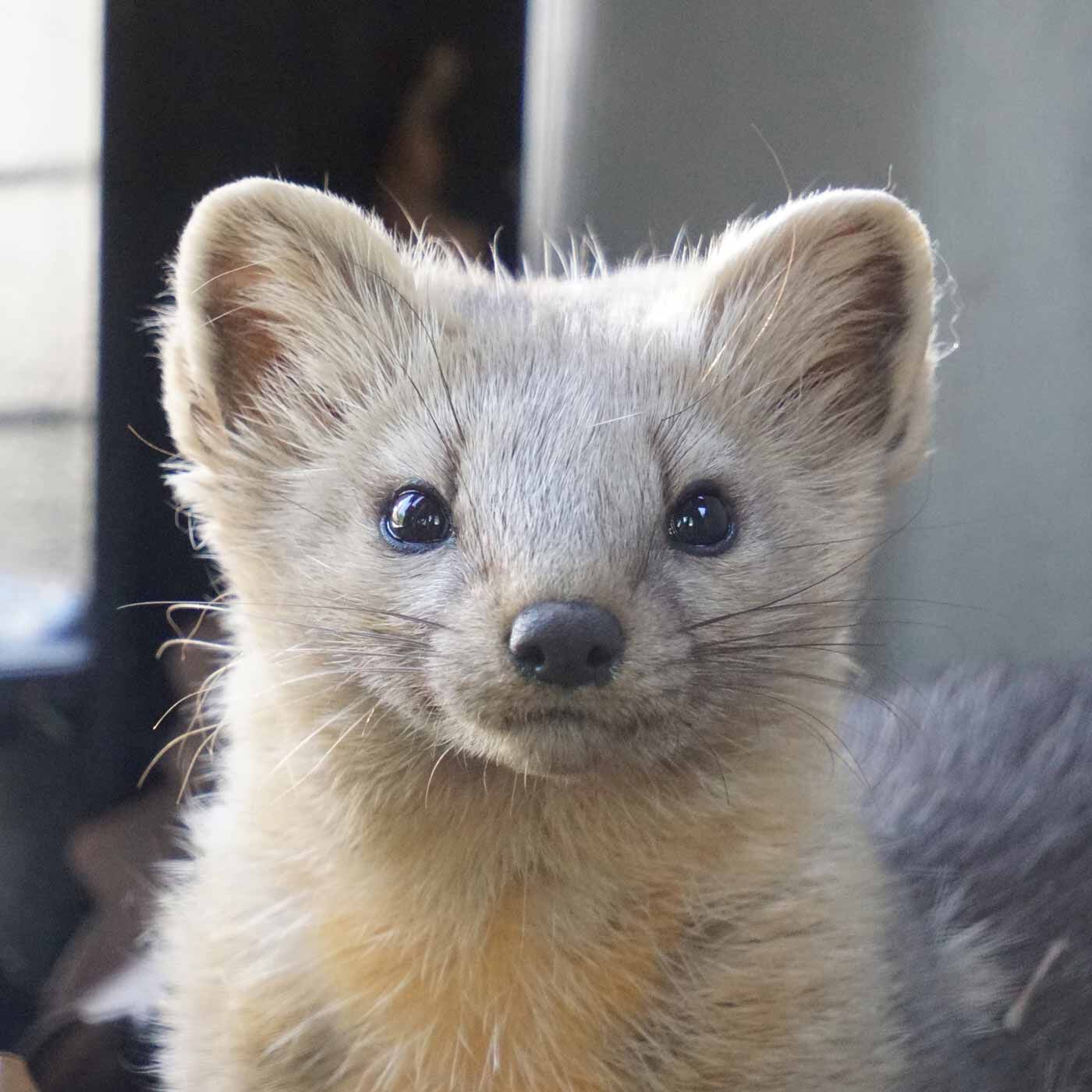 el:ment［エルメント］|【11月分以降お届け】旭山動物園・ボルネオの森応援商品 el：ment 北の動物たちを愛でる 肌側滑らかシルク二重編みハンドウォーマーの会|エゾクロテン　北海道に生息するクロテンの一亜種。黒目がちな瞳とふわふわの毛並みが愛らしい。