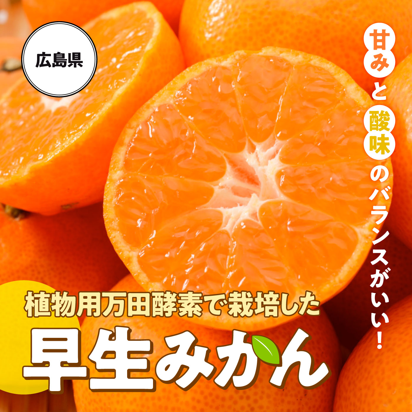 広島県 植物用万田酵素で栽培した早生みかん 2kg フルーツ フルーツ 野菜 食品 Jr西日本とのご当地の産地直送通販 Efj Market