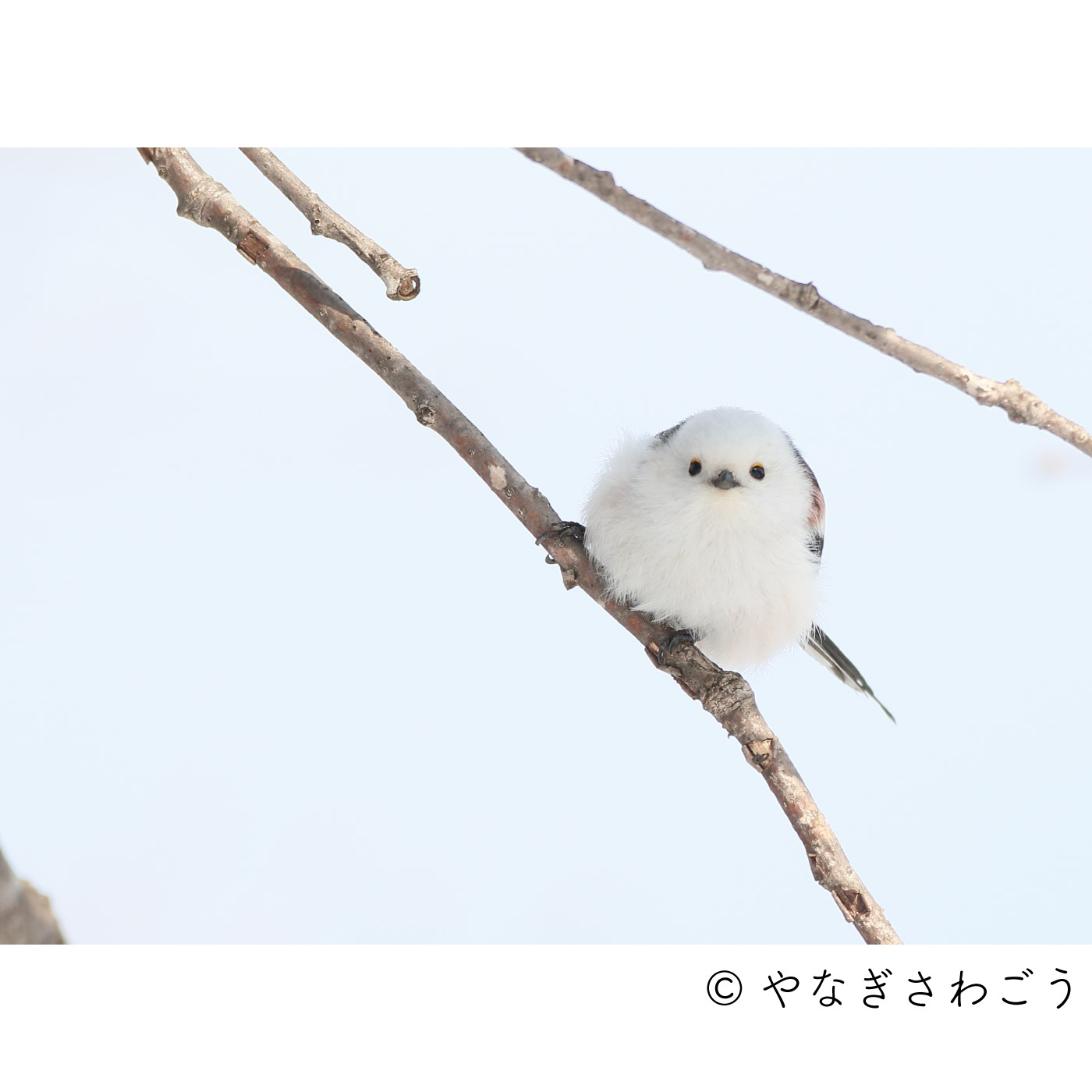 ふわふわ寄り添う三兄弟 雪の妖精シマエナガ のストームグラスの会 その他インテリア インテリア小物 インテリア インテリア小物 インテリア 生活雑貨 インテリア雑貨 北欧雑貨 ハンドメイドキットの通販 Seemono シーモノ