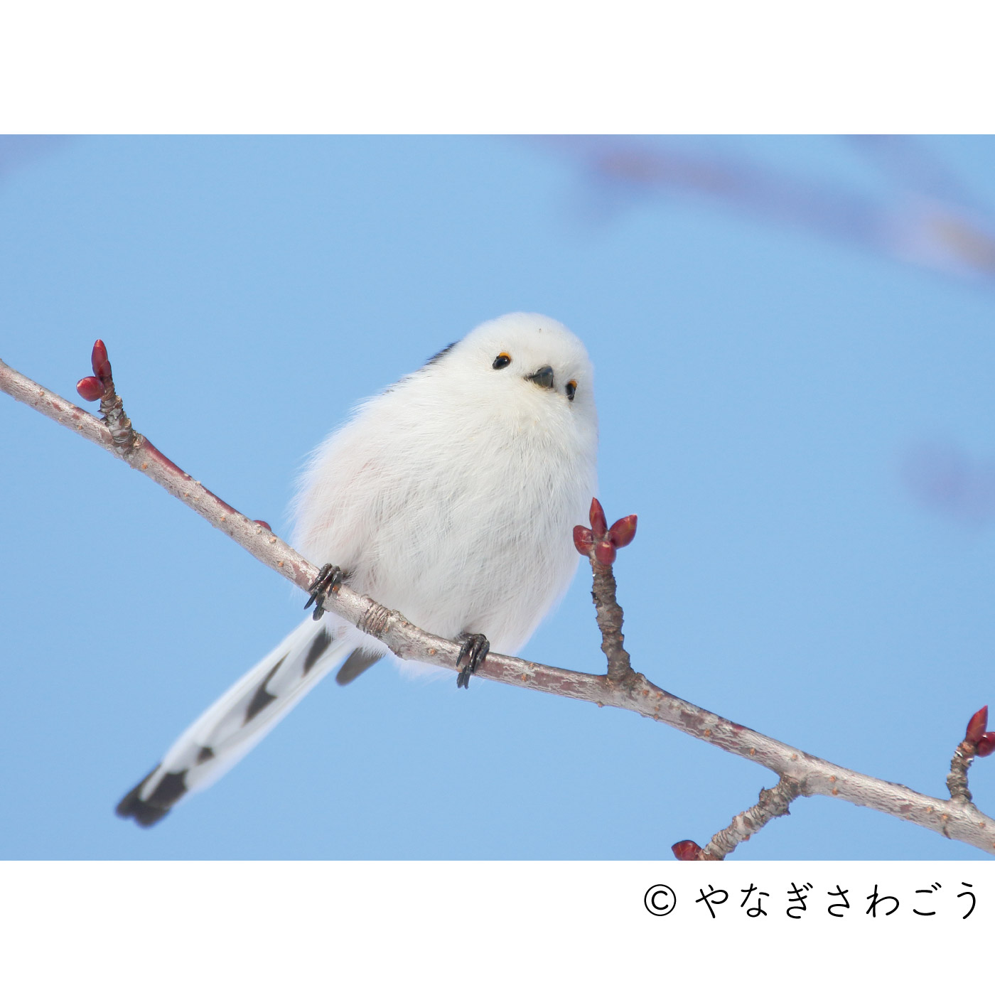 ふわふわ寄り添う三兄弟 雪の妖精シマエナガ のストームグラスの会 その他インテリア インテリア小物 インテリア インテリア小物 インテリア 生活雑貨 インテリア雑貨 北欧雑貨 ハンドメイドキットの通販 Seemono シーモノ