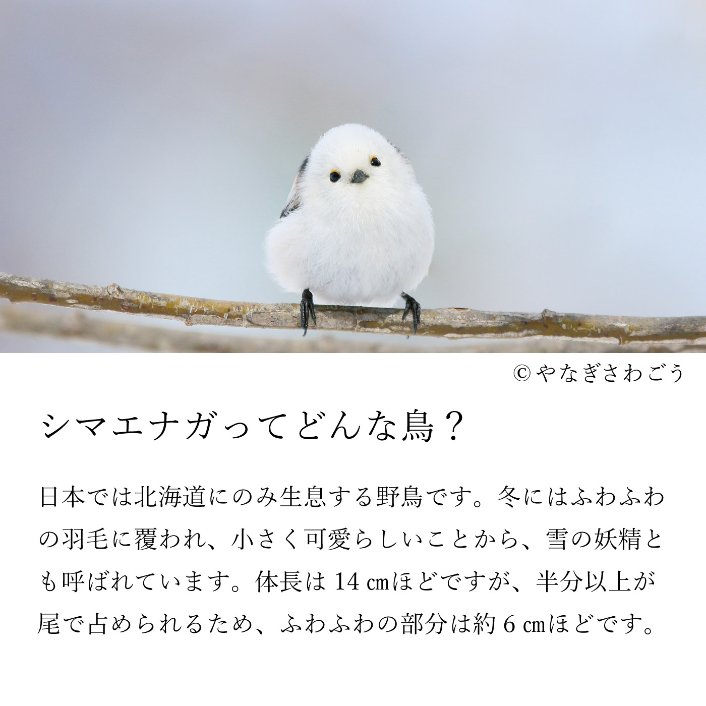 ふわふわ寄り添う三兄弟 雪の妖精シマエナガ のストームグラスの会 その他インテリア インテリア小物 インテリア インテリア小物 インテリア 生活雑貨 インテリア雑貨 北欧雑貨 ハンドメイドキットの通販 Seemono シーモノ