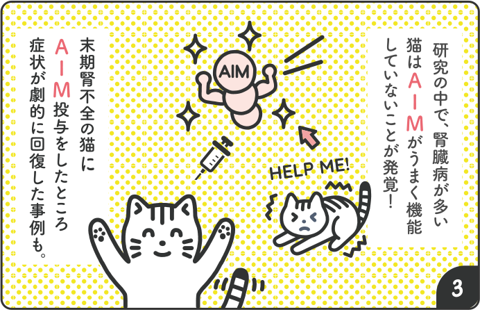 研究の中で、腎臓病の多い猫はAIMがうまく機能していないことが発覚！末期腎不全の猫にAIM投与をしたところ症状が劇的に回復した事例も。