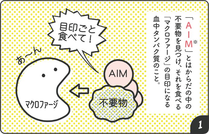 「AIM※」とはからだの中の不要物を見つけ、それを食べる「マクロファージ」の目印になる血中タンパク質のこと。