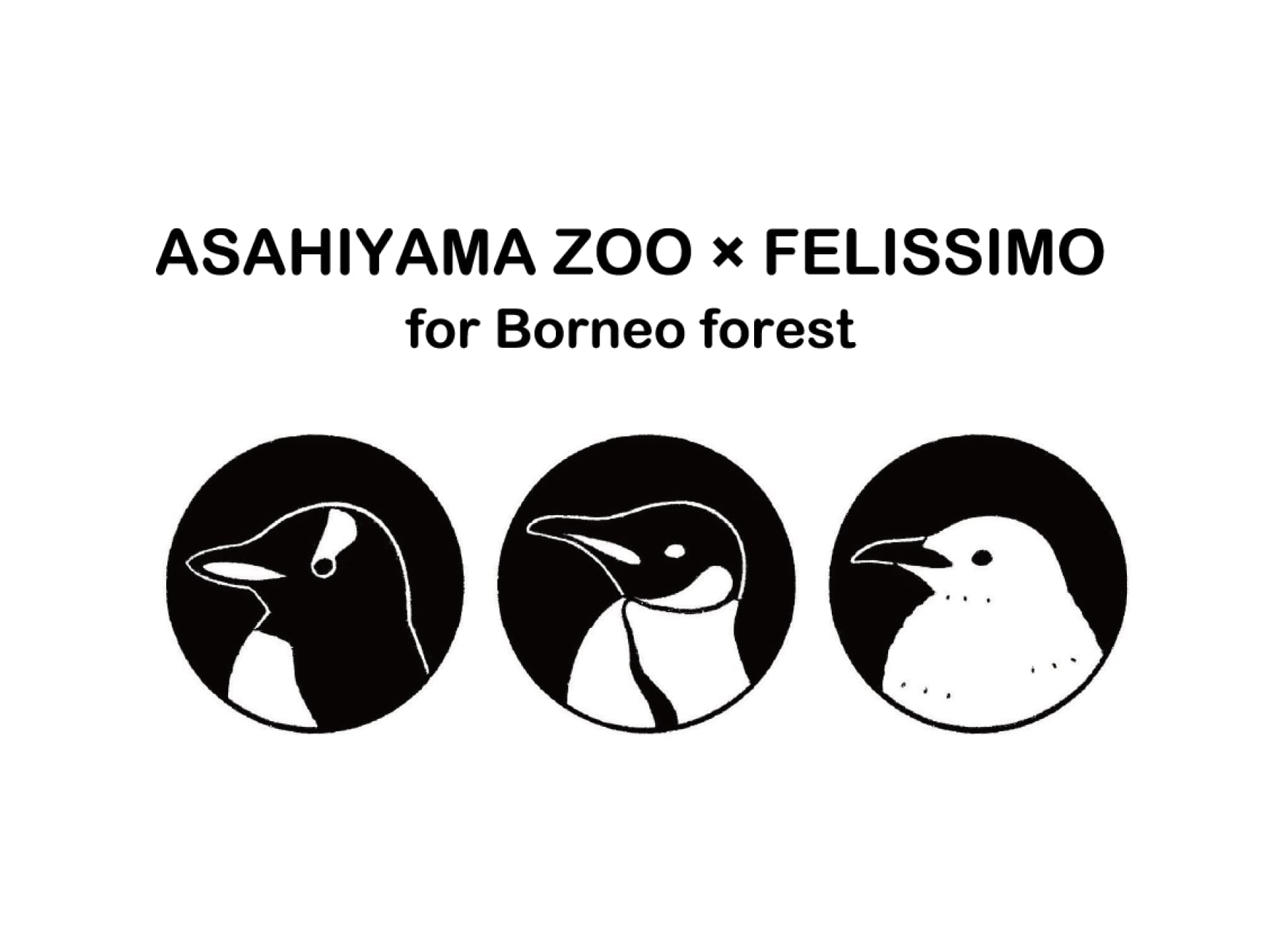 AHAHIYAMA×FELISSIMO for Borneo forest