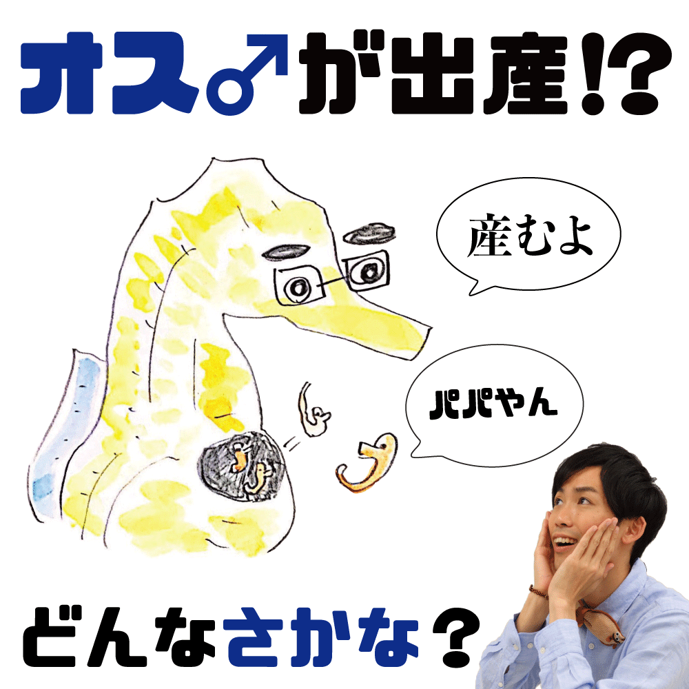 オスが出産する 虫だと思われてた魚とは 親子で学べる 海とかもめ部