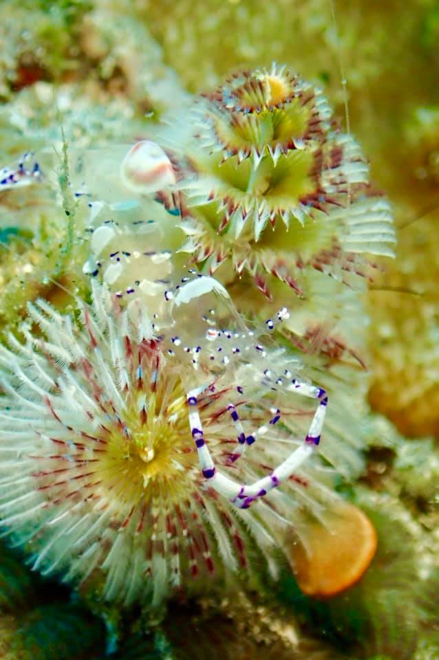 屋久島の海で見た 見たかった レアなネイチャーシーン 海とかもめ部