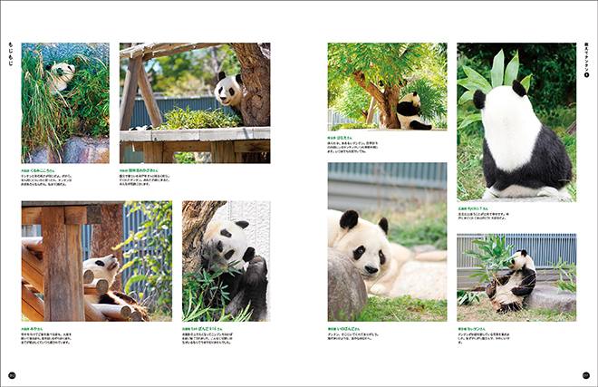 写真集『神戸市立王子動物園のシャイなパンダ タンタン』本日発